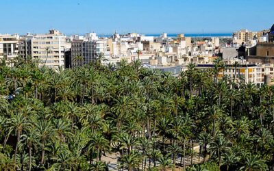 Presentamos enmiendas al proyecto de Ley de Protección y Promoción del Palmeral de Elche